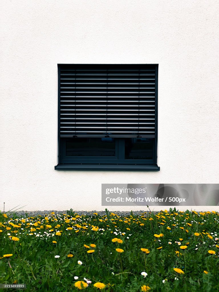 View of yellow flowering plants on building,Germany
