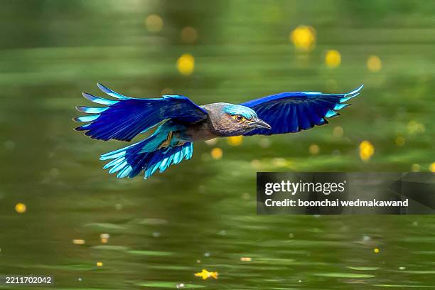 indochinese roller bird flies in the sky over rice fields - assam stock pictures, royalty-free photos & images
