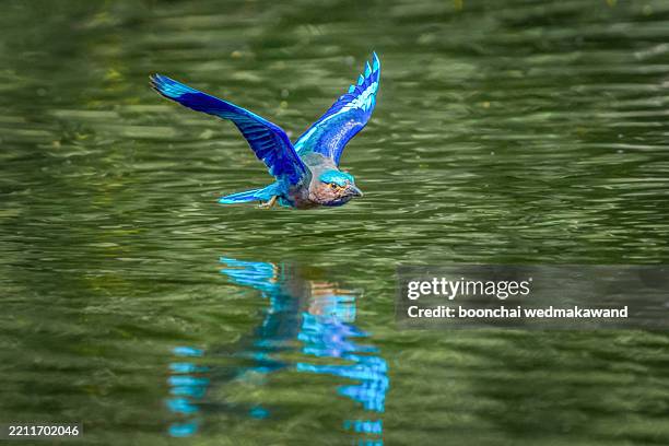 3,627 Forest Kingfishers Stock Photos, High-Res Pictures, and