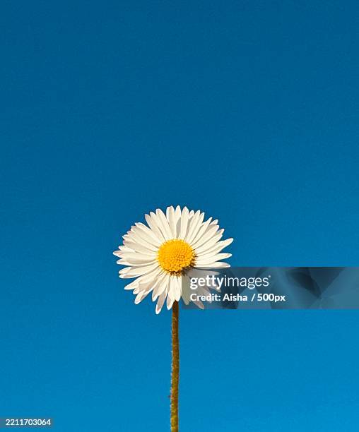 close-up of white daisy against blue sky,united kingdom,uk - single flower stock pictures, royalty-free photos & images