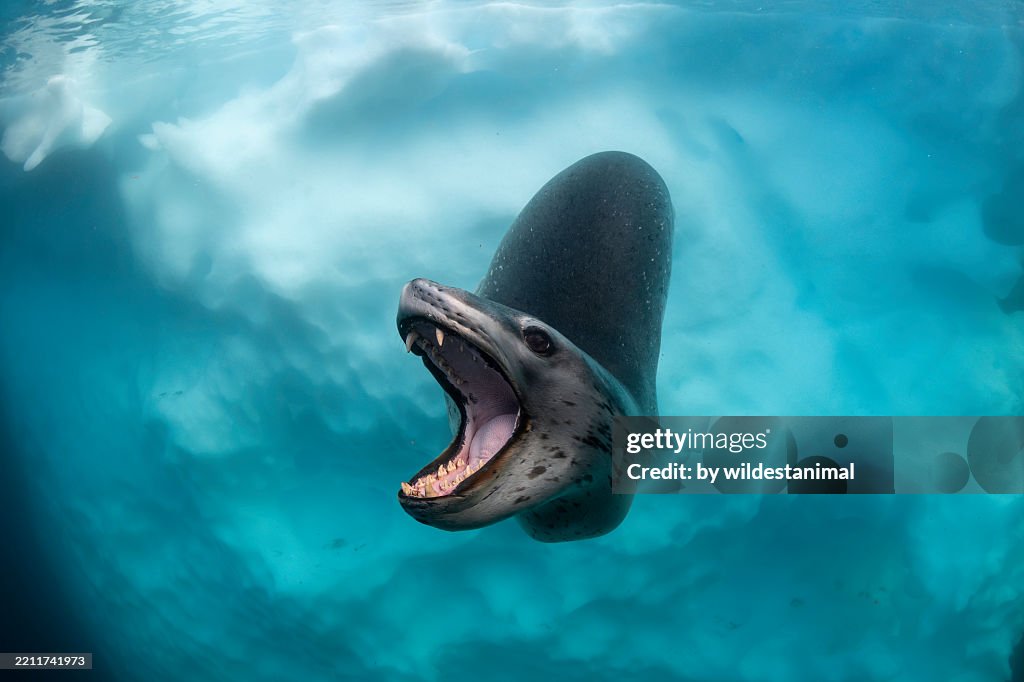 Leopard seal with open mouth, Port Lockroy, Antarctica.