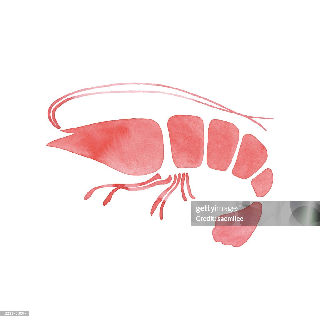 Watercolor Red Shrimp