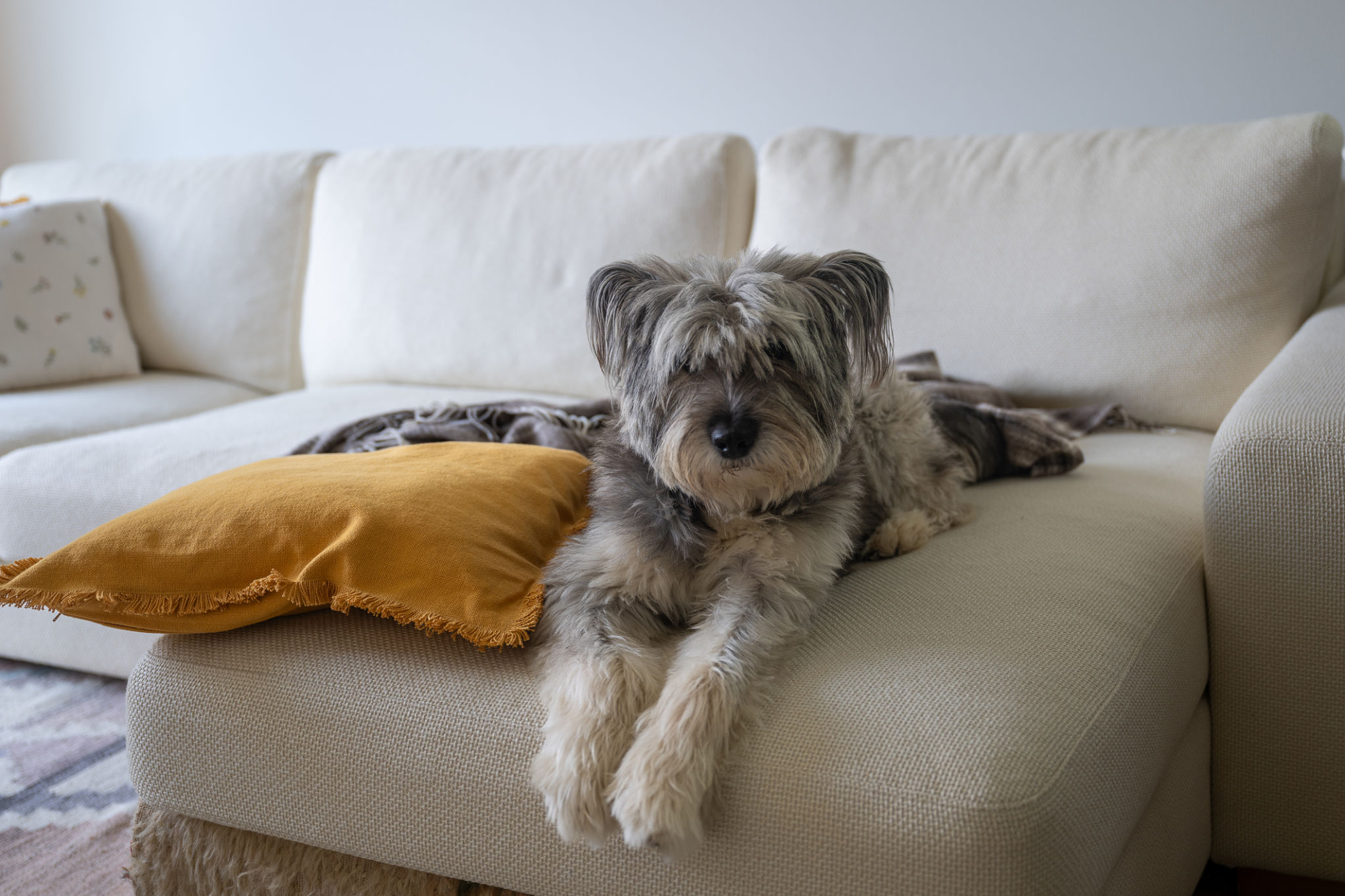 dog resting