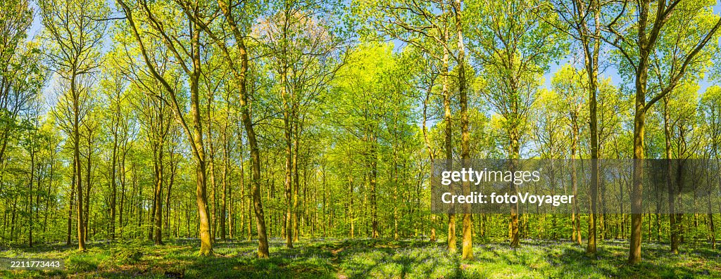 Frisches grünes Laub, Erdweg durch idyllisches Wald, Baumpanorama