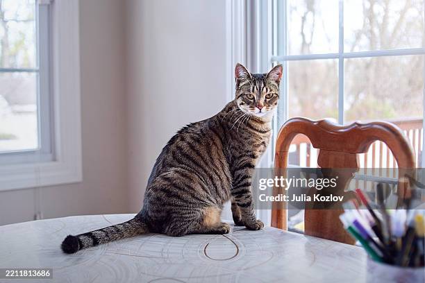 striped feline on dining table. pet sits attentively near window in bright home interior. - tabby cat stock pictures, royalty-free photos & images