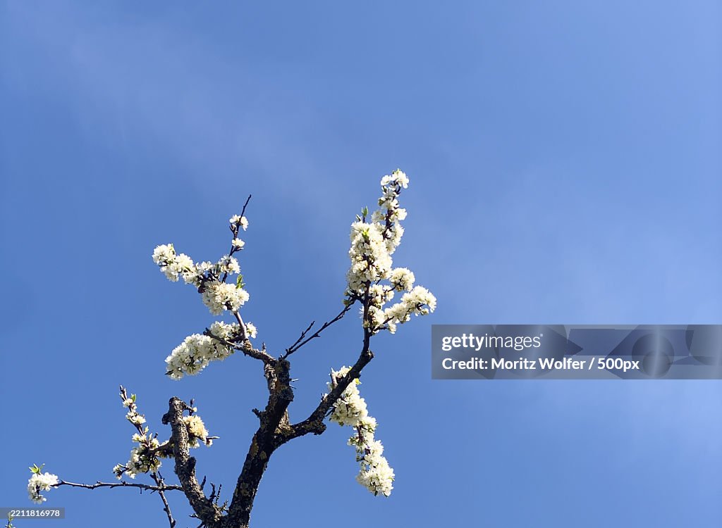 Low angle view of cherry blossom against blue sky