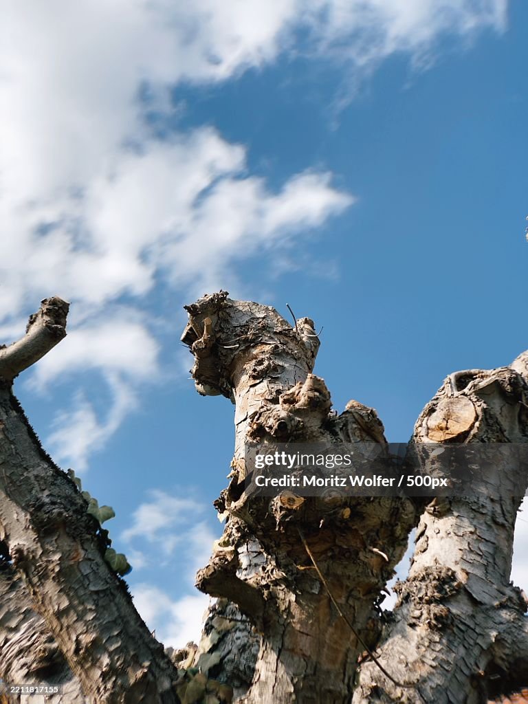 The branches of a dead dead tree against the blue sky