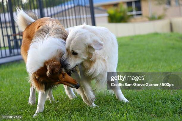 close-up of dogs playing on grassy field - best in show stock pictures, royalty-free photos & images