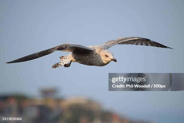 low angle view of eagle flying against clear sky - spread wings stock pictures, royalty-free photos & images