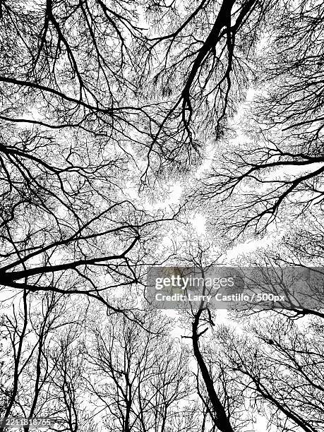 low angle view of tree against sky,united states,usa - kale boom stockfoto's en -beelden