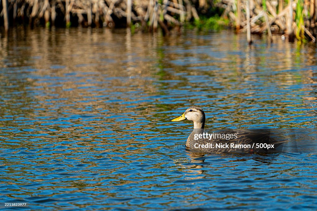Mottled Duck swimming in a pond