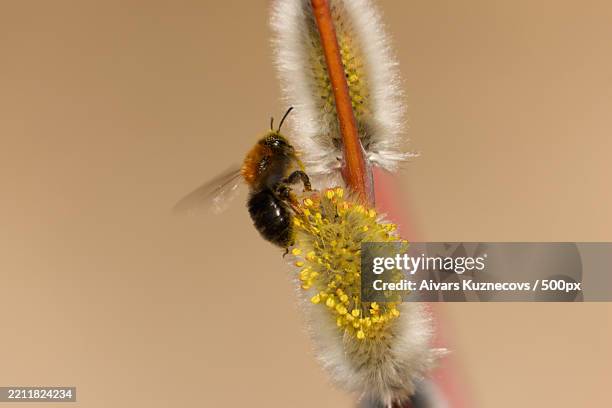 close-up of bee pollinating on yellow flower - speciesism stock pictures, royalty-free photos & images