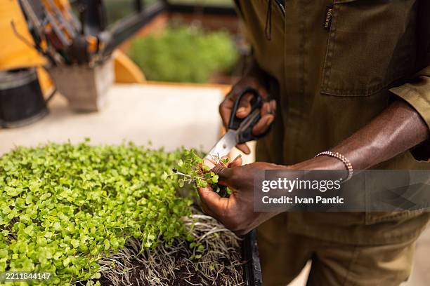 hands harvesting fresh microgreens in an agricultural indoor setting for organic cuisine - clover sprouts stock pictures, royalty-free photos & images