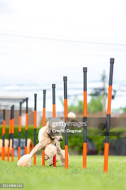 elegant poodle running through weave poles in dog agility training course - dog agility stock pictures, royalty-free photos & images