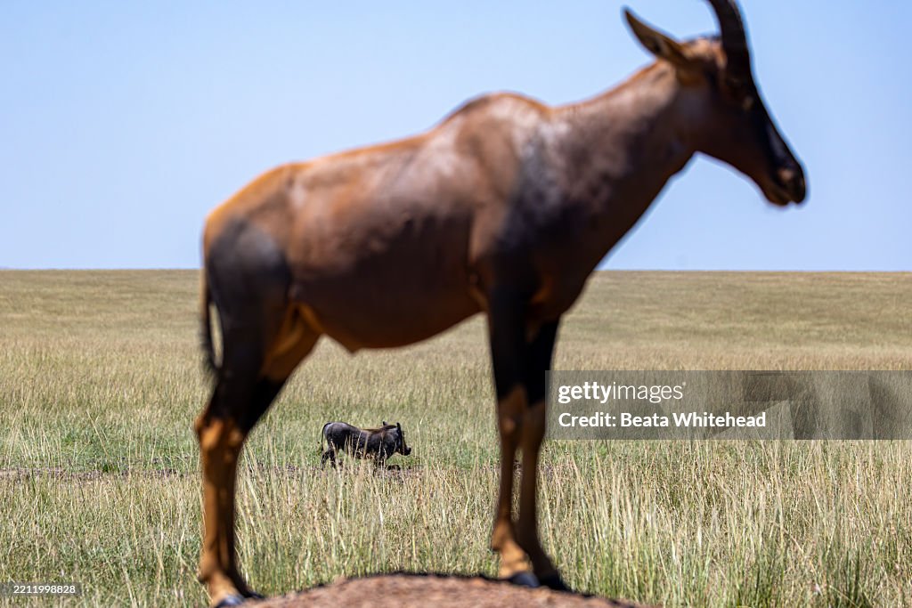 Topi and Warthog Framed on the Grasslands of Maasai Mara, Kenya