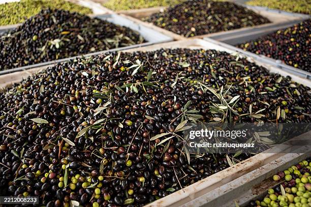 production of virgin olive oil in córdoba, argentina - oliva nera foto e immagini stock