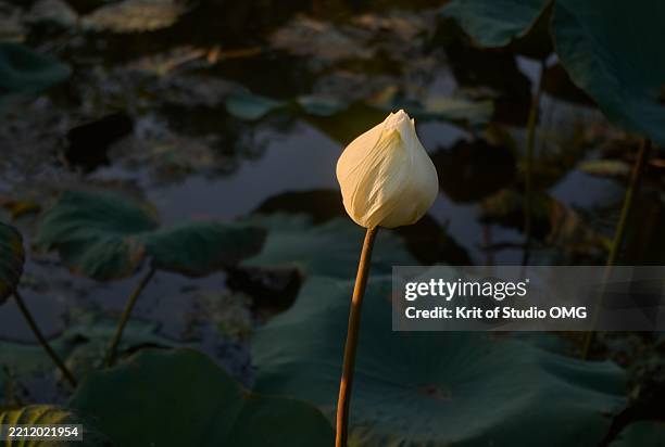 serene white lotus bud at sunset - white lotus floating stock pictures, royalty-free photos & images