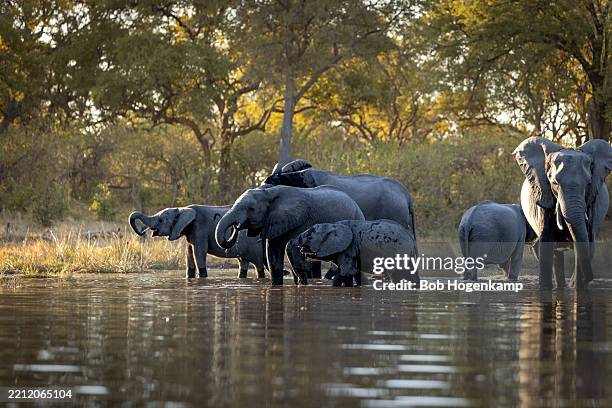 elephants drinking - okawangodelta stock-fotos und bilder