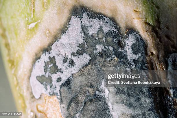 gray mold growing on rotten fruit skin - agent pathogène fongique photos et images de collection
