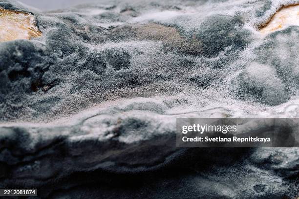 Spoiled Funged Roti 101 Fungal Pathogen Stock Photos, High-Res Pictures, and Images - Getty ...