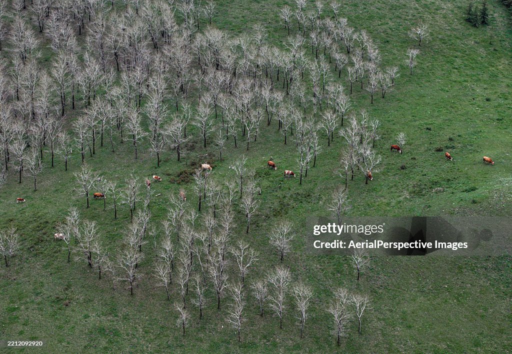 Aerial View of Cow's Eating Grass in Rural / Hebei, China
