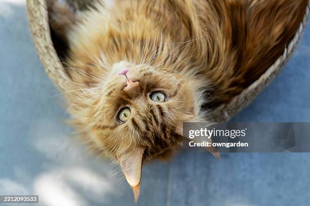beautiful maine coon cat lying in its grass-woven nest - animal hair stock pictures, royalty-free photos & images