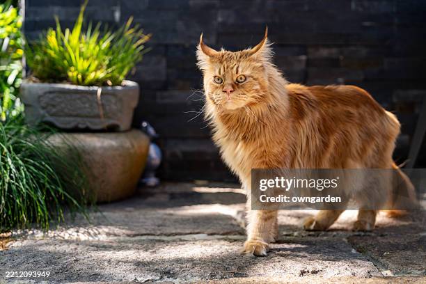 maine coon katze läuft im garten - maine coon katze stock-fotos und bilder