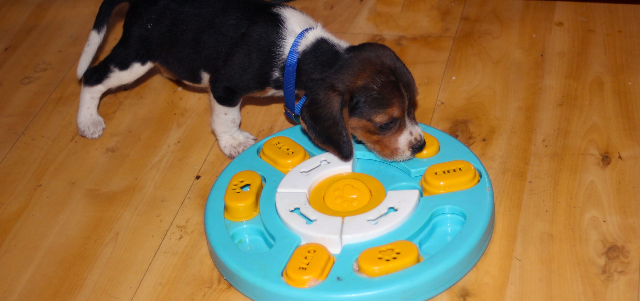 6,5 weeks old beagle puppy eating from a slow feeder bowl 6,5 weeks old beagle puppy eating from a slow feeder bowl