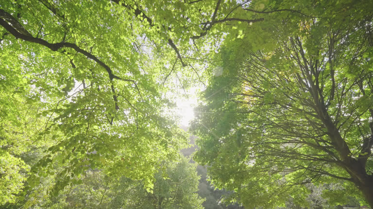 https://media.gettyimages.com/id/2212185773/video/sunlight-filtering-through-lush-green-tree-canopy.jpg?b=1&s=640x640&k=20&c=MwbL3f37xX0CdMpAhg-JY8nnUMiM0h-2_EWUFe6frXQ=