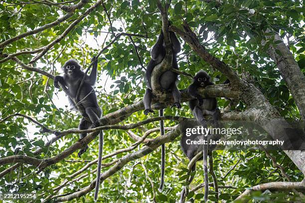 ateles geoffroyi, geoffroy's spider monkey, relaxing on a branch - atelidae fotografías e imágenes de stock