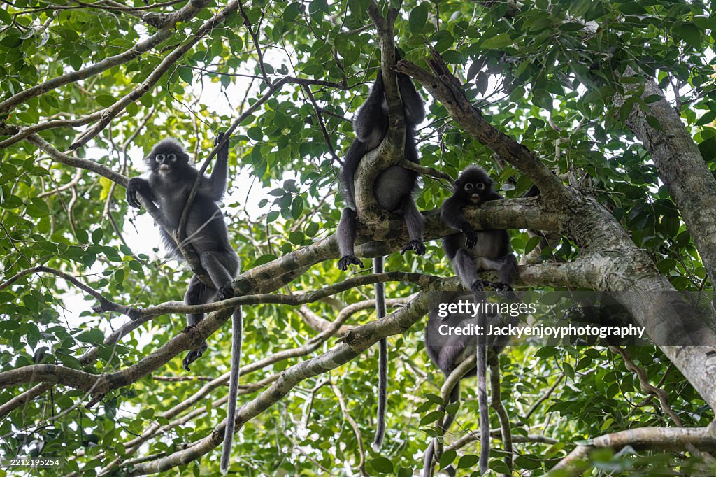Ateles geoffroyi, Geoffroy's Spider Monkey, relaxing on a branch
