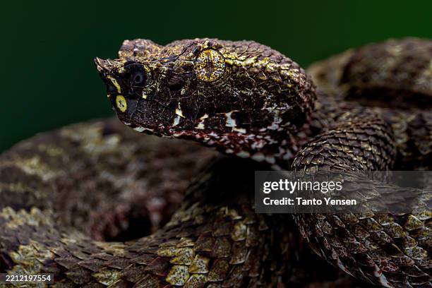bornean pit viper - herpetology stock pictures, royalty-free photos & images