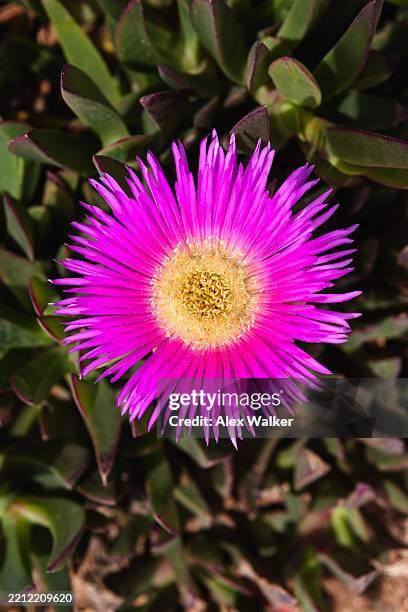 purple sea fig (carpobrotus chilensis) succulent. - fig marigold stock pictures, royalty-free photos & images