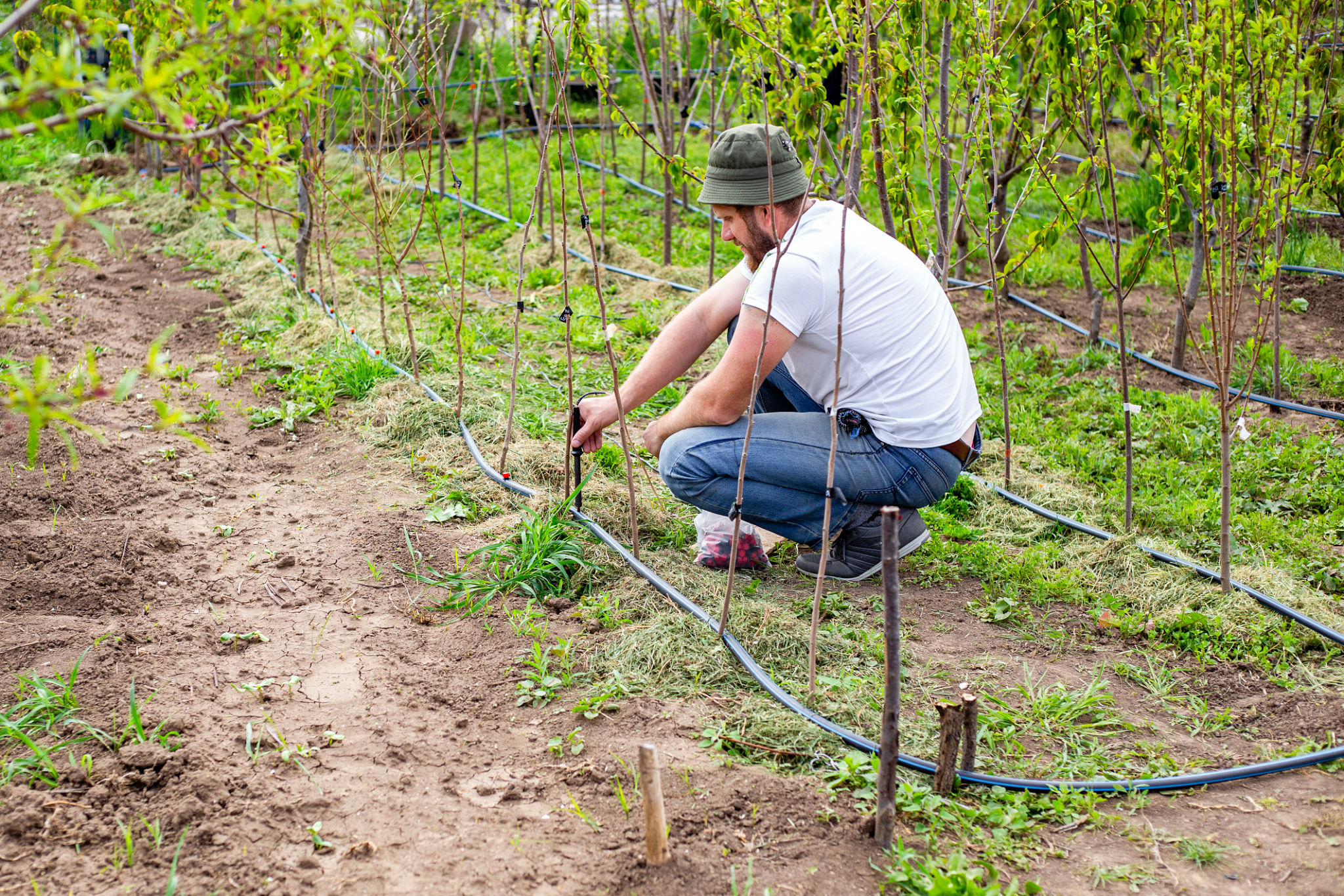 drippers installation