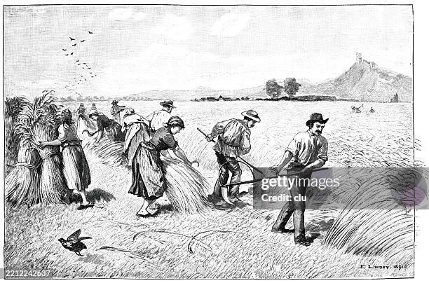 wheat harvest, the reapers at work - harvesting stock illustrations