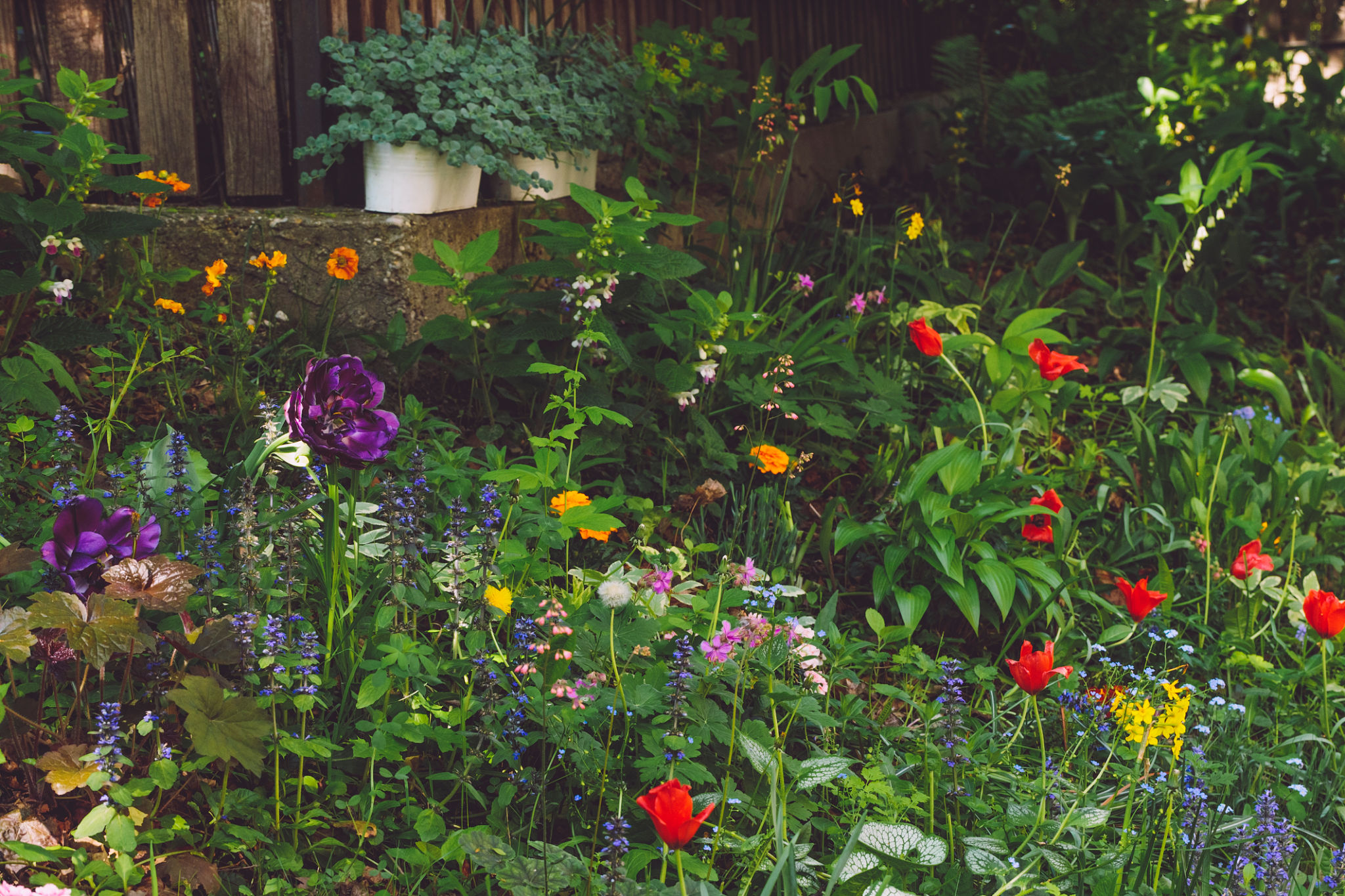 Flowers in the garden Flowers in the garden