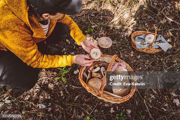 herbst stimmung - pilz stock-fotos und bilder