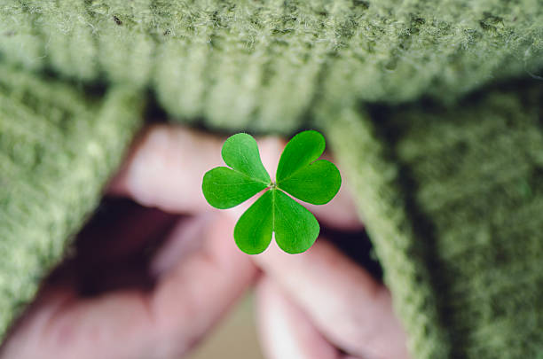 clover - 4 leaf clover stock pictures, royalty-free photos & images