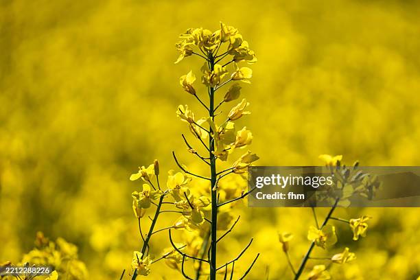 canola field - canola stock-fotos und bilder