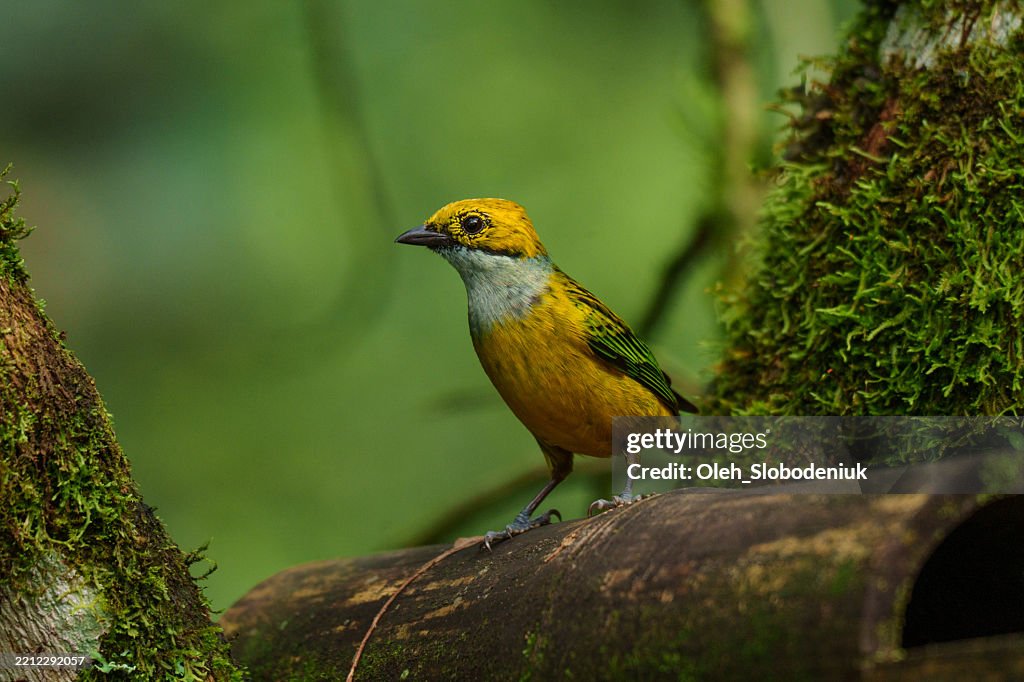 Bird watching in ornithology centre in Mindo, Ecuador