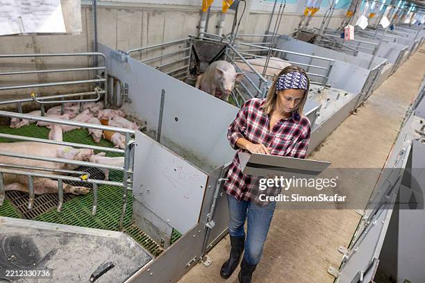 caucasian female farmer monitoring pigs with laptop in modern farm - confined space stock pictures, royalty-free photos & images