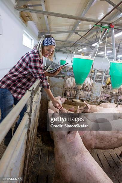 caucasian female farmer using tablet in modern pig farm - sow pig stock pictures, royalty-free photos & images