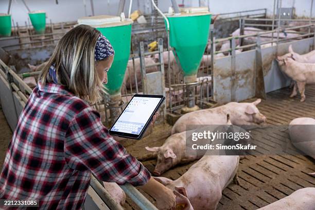 female farmer managing livestock operations with tablet technology - sow pig stock pictures, royalty-free photos & images