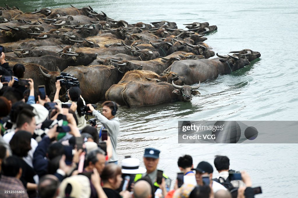 Buffalo Herd Crosses Jialing River To Forage In Sichuan