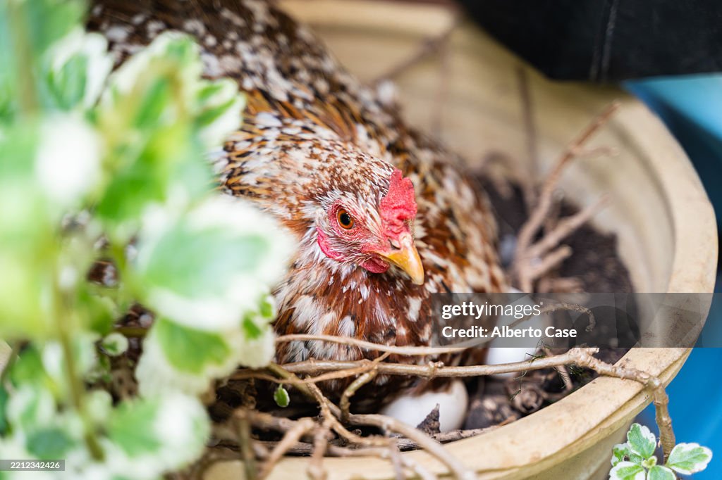 Broody hen sitting on eggs in a flower pot nest