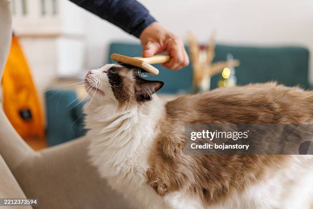 hombre acicalando gato en casa - cepillo para el cabello fotografías e imágenes de stock