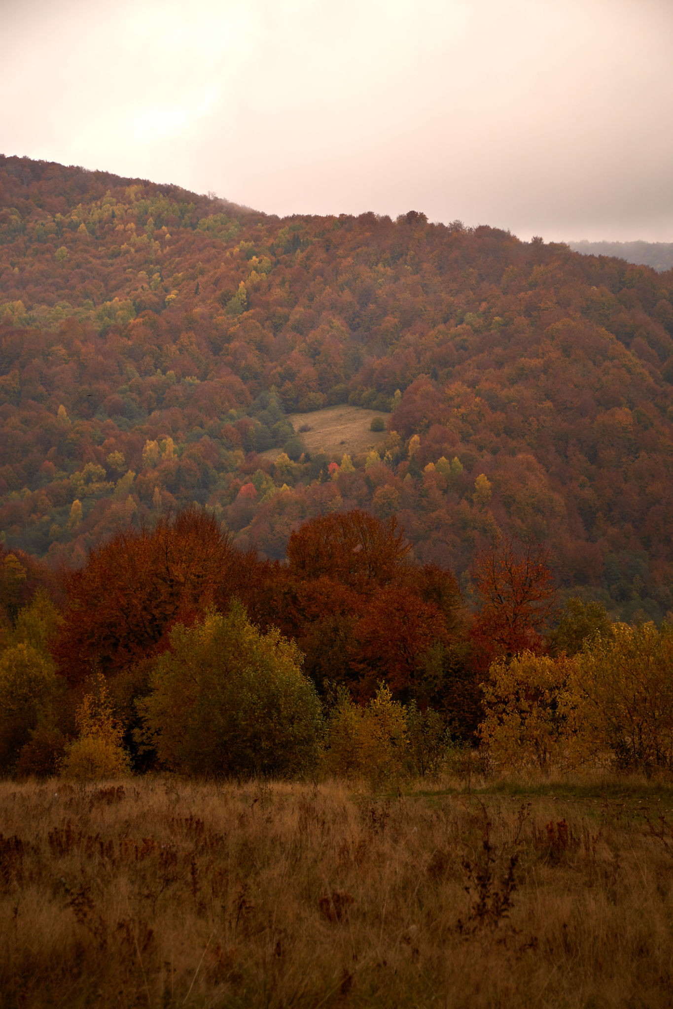 Colorful autumn landscape with vibrant foliage in a serene valley at dusk. Autumn hiking in Carpathian Mountains, Ukraine Colorful autumn landscape with vibrant foliage in a serene valley at dusk. Autumn hiking in Carpathian Mountains, Ukraine