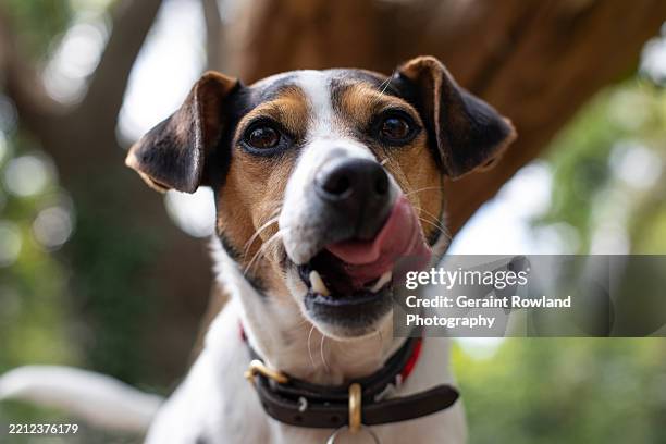 jack russell terrier up close! - licking lips stock pictures, royalty-free photos & images