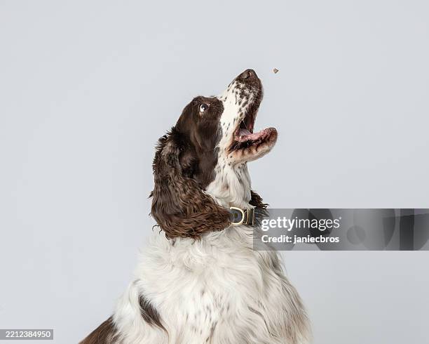 close up of english springer spaniel leaping to catch treat in studio - spaniel stock pictures, royalty-free photos & images