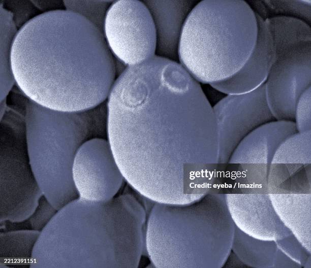 yeast, fermentation, budding scar, fungus, culture, alcohol, beer, carbon dioxide, electron microscope, sem, microscope, formantation, yeast, budding scar, beer, ethanol, co2, saccharomyces cerevisiae yeast - micrografia eletrónica de varrimento imagens e fotografias de stock